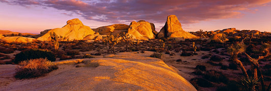 Desert Garden