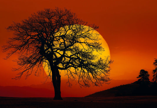 In Search of the Sun