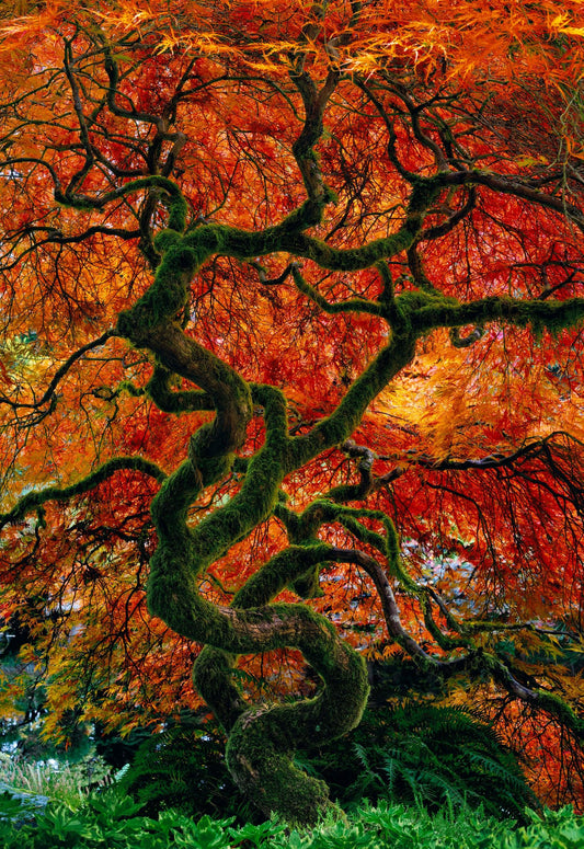 Infinity Tree