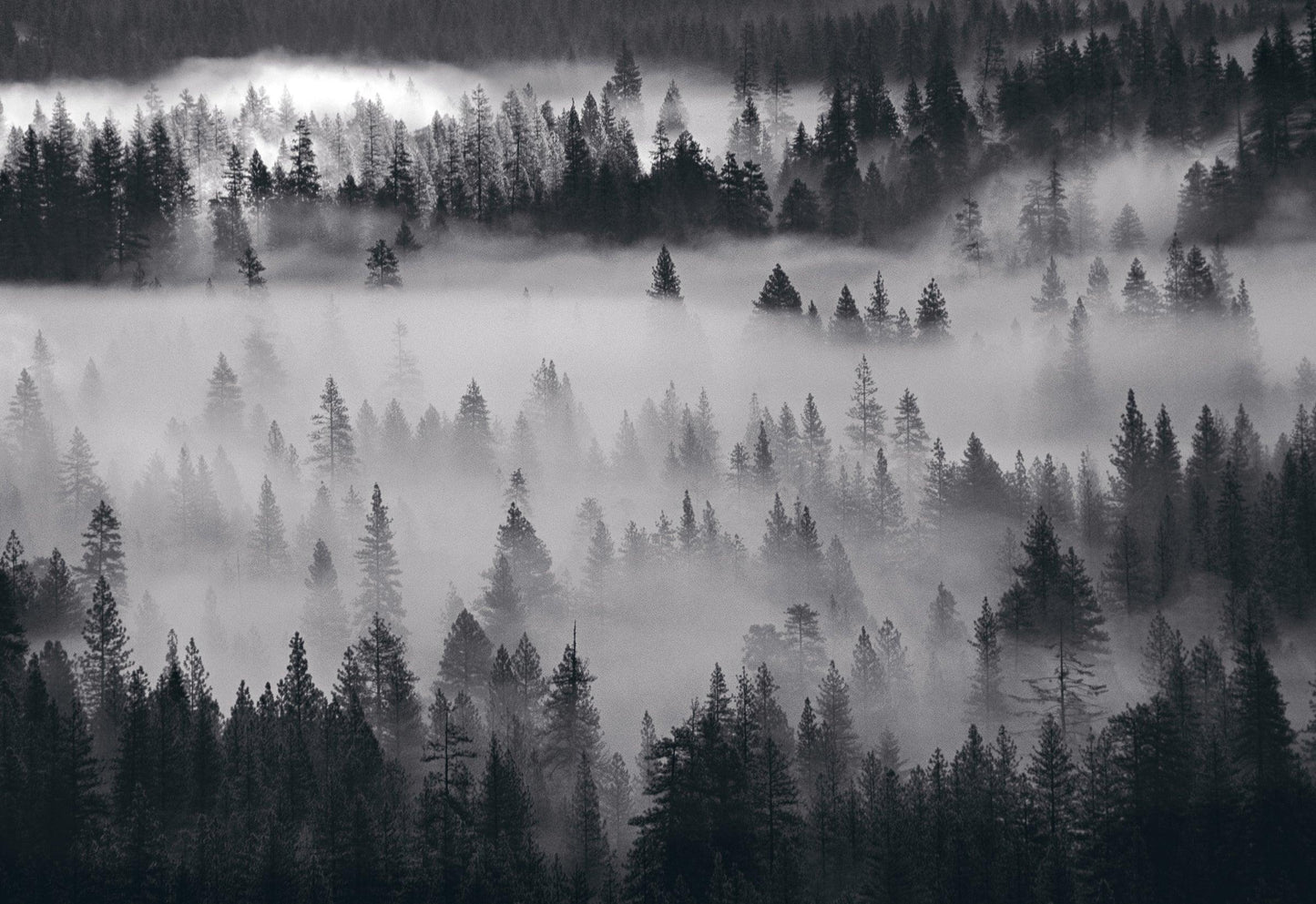 Into the Mist