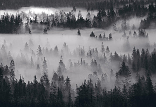 Into the Mist