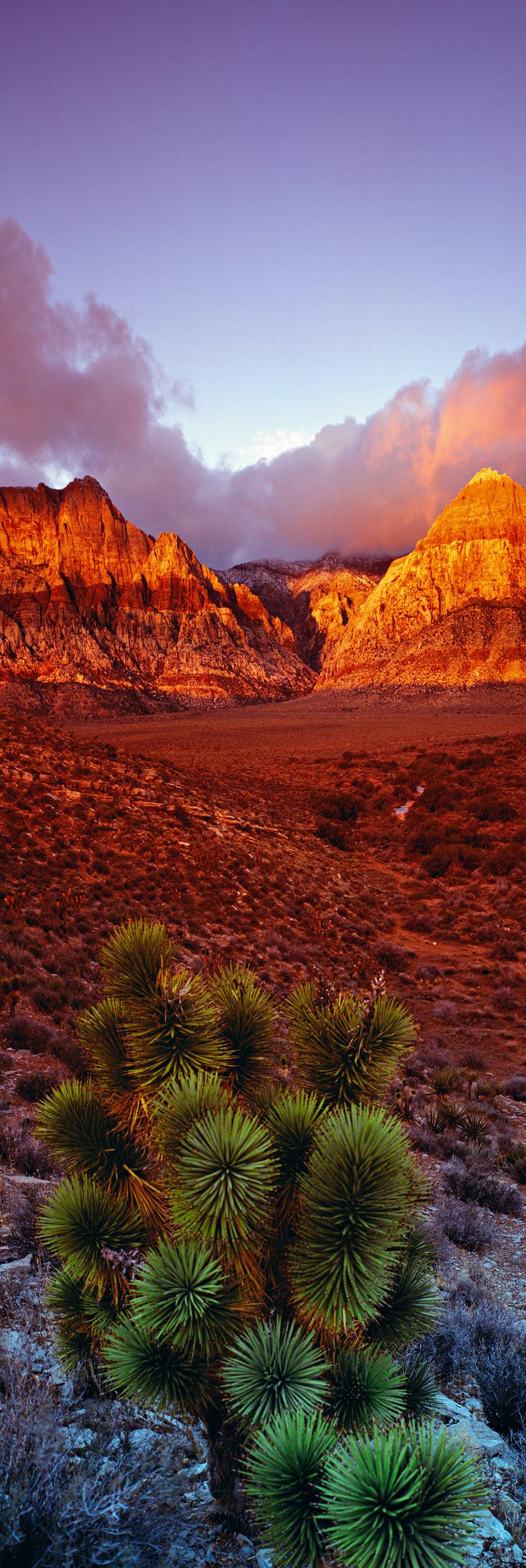 King of the Desert