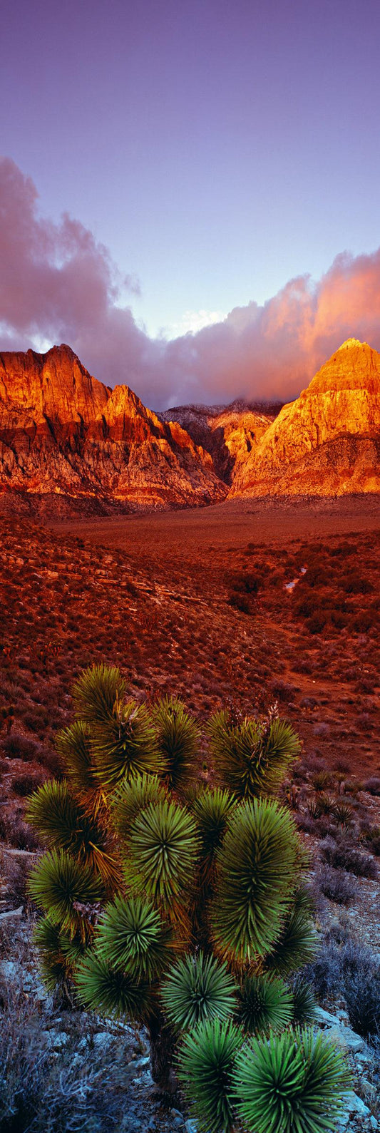 King of the Desert