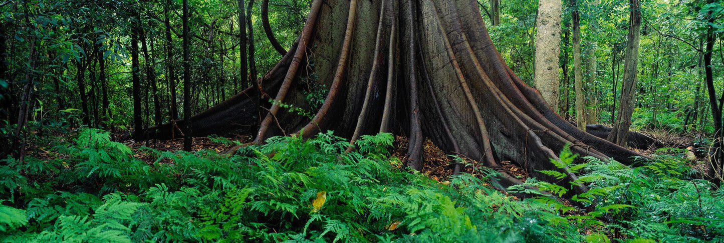 King of the Forest