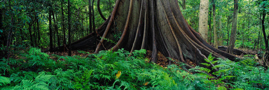 King of the Forest