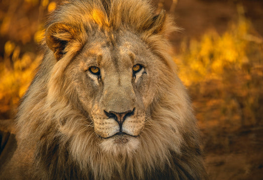 Majestic Spirit