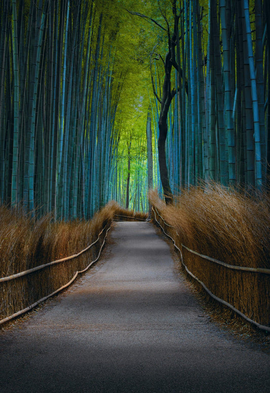 Kyoto Dreaming